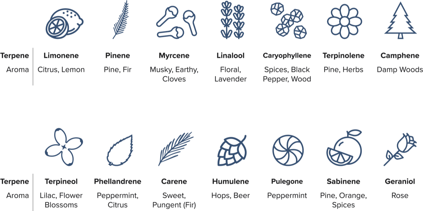 types of odor-causing terpenes in cannabis